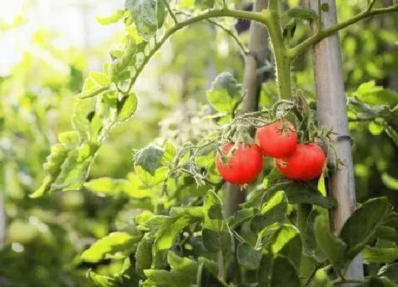 种植管理|西红柿几月份种合适