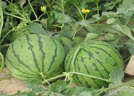 植物百科|西瓜有公母之分吗 怎么区分