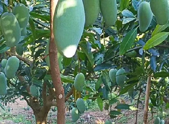 植物百科|芒果有籽吗 芒果籽能吃吗