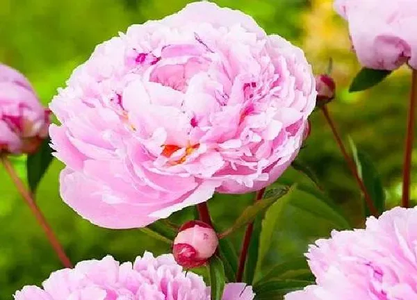 植物移栽|芍药什么时候分株