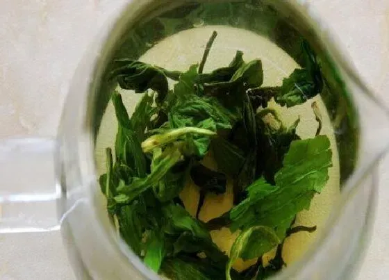 植物泡水|车前草可以泡水喝吗