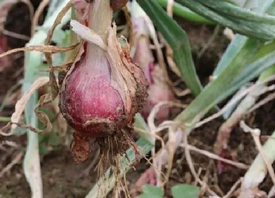 种植管理|洋葱几月份种植最好 哪个季节种植合适