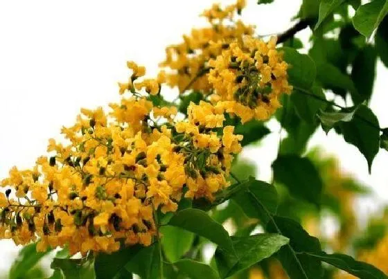 植物百科|小叶紫檀开花吗 几月开花有香味吗