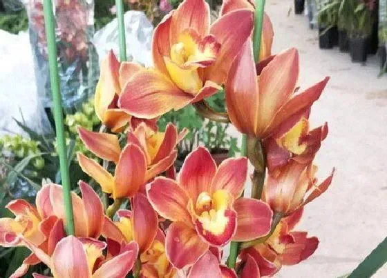花语|蕙兰花语及代表意义