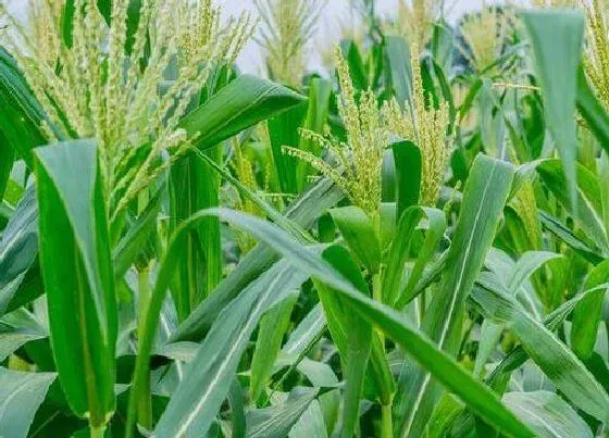 种植管理|河南春玉米几月份种植最好 什么时候种合适