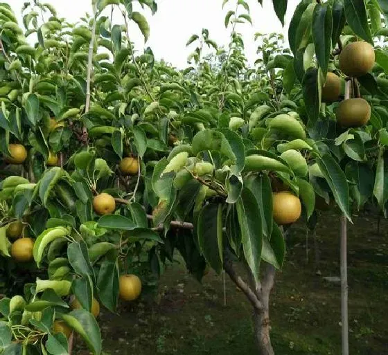 植物虫害|梨树病虫害防治技术 常见防治方法与措施