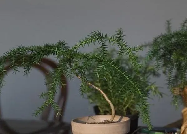 植物浇水|澳洲杉浇水要浇透吗 浇水的正确方法