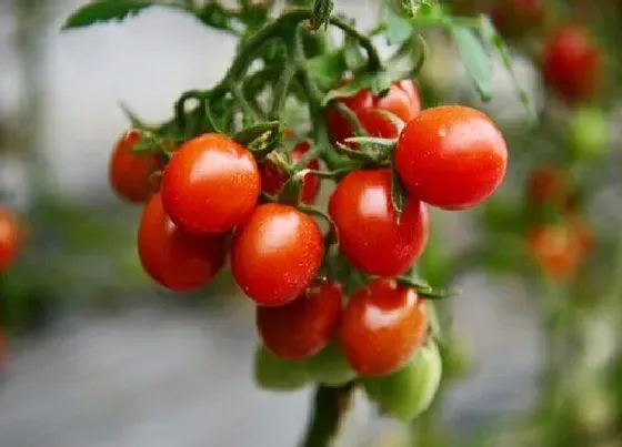 植物施肥|西红柿用什么肥料好