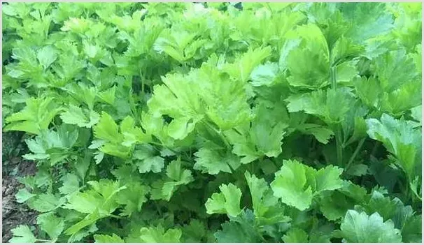 提高芹菜产量有哪些施肥技巧？ | 农业技术