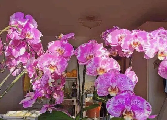 植物寓意|蝴蝶兰代表什么象征意义
