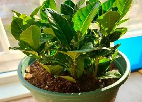 叶子发黄|栀子花的叶子干枯掉叶怎么办（叶子枯的原因及补救处理）