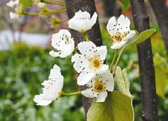 颜色花|梨树花是什么颜色的