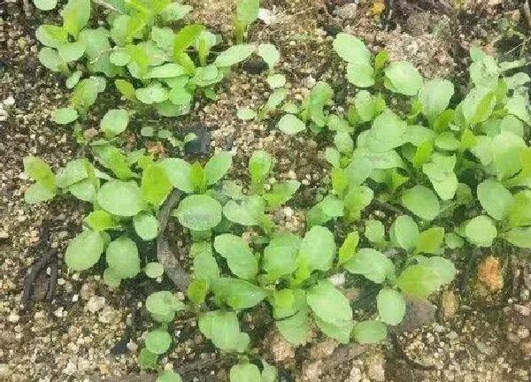 植物发芽|苦麦菜种子几天发芽