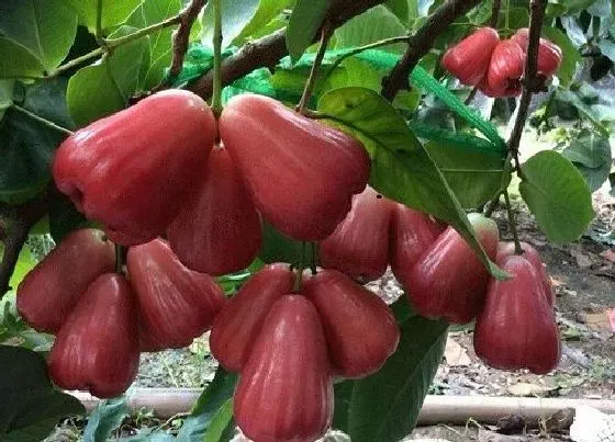 种植管理|莲雾什么季节种植合适