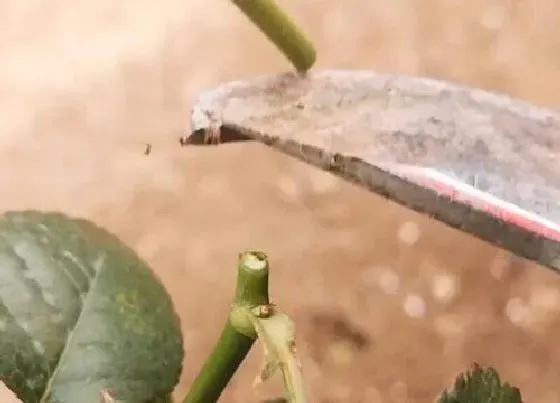 植物修剪|盆栽月季怎么修剪方法