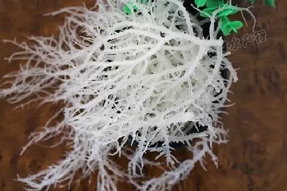 植物百科|石花菜是什么植物类别 属于什么科植物