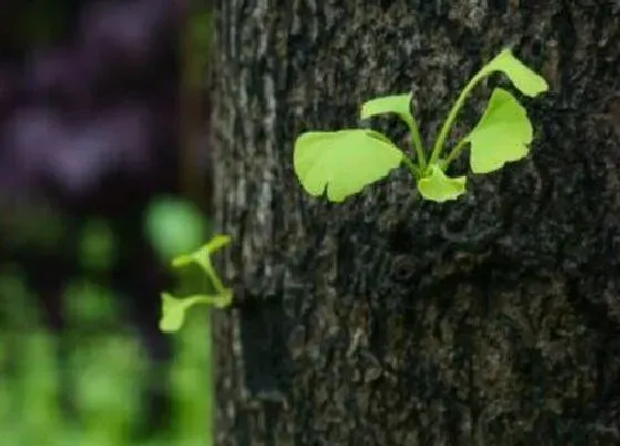 植物修剪|银杏树什么时候剪枝合适