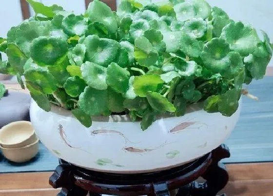 植物百科|金钱草又叫什么名字