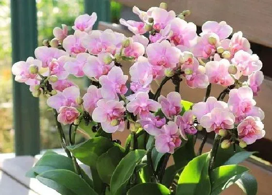 植物修剪|蝴蝶兰怎么剪枝 花谢了该怎样剪枝