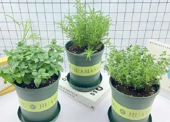 植物百科|罗勒是一年一种吗