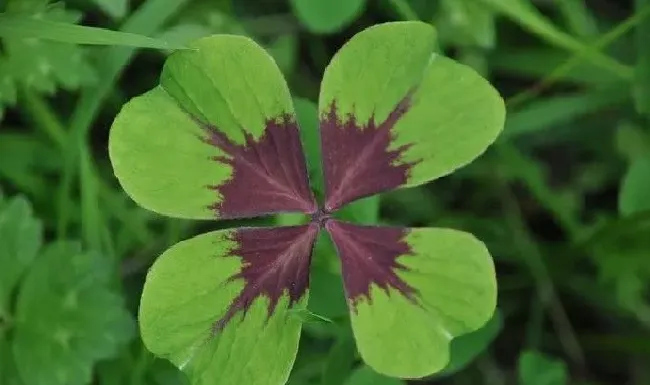 植物寓意|幸运草的寓意和象征（四叶草又叫什么寓意又是什么）
