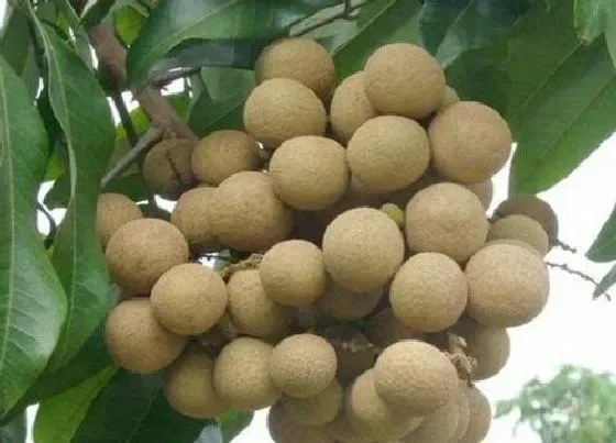 植物百科|龙眼生长在什么地方