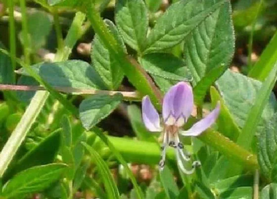 植物百科|穿心莲生长在什么地方