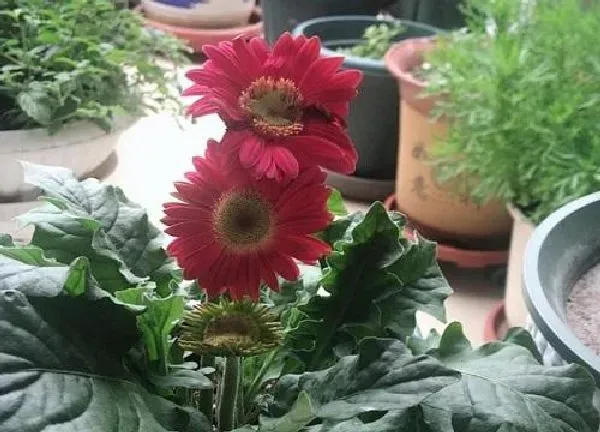 养殖方法|非洲菊的养殖方法和注意事项有哪些