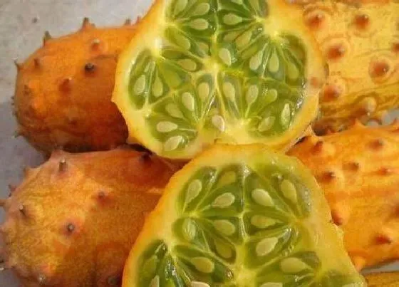食用科普|火参果籽能吃吗