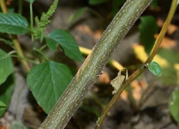 植物扦插|核桃树能插枝能活吗