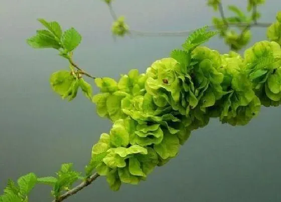 植物百科|榆钱树开花吗 开花什么样子