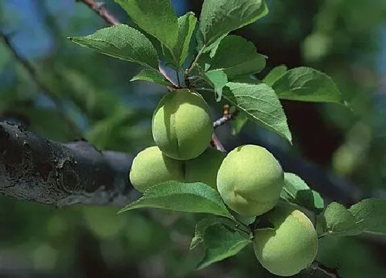 果实成熟|杏梅什么季节成熟上市