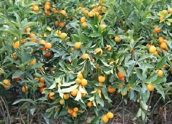 水果科普|小金桔是什么季节的水果