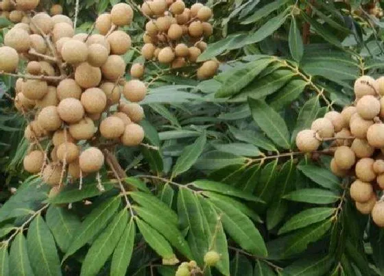 植物百科|龙眼生长在什么地方