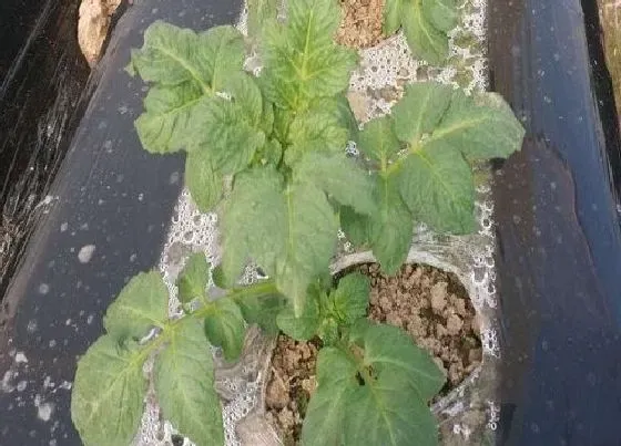种植管理|土豆怎么栽种 最新土豆的栽培技术与管理方法