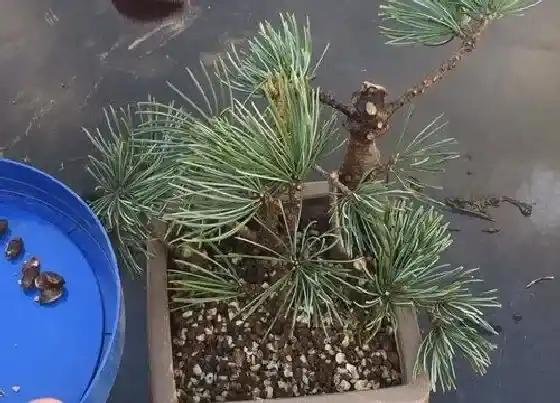 植物修剪|松树怎么修剪方法