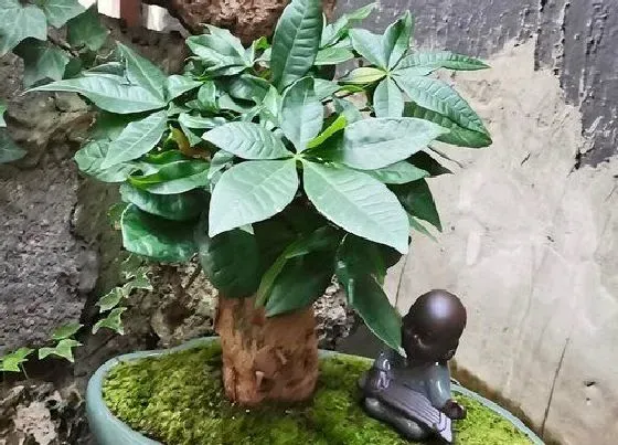 植物招财|属羊养什么植物旺财运