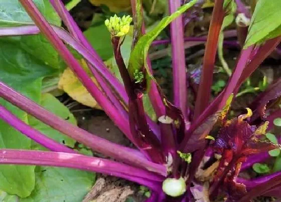 冬天植物|油菜冬天会冻死吗