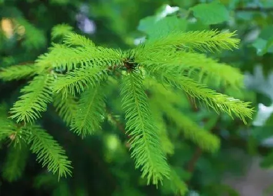 植物百科|松树长在什么地方
