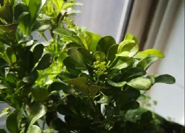 养殖科普|米兰喜欢太阳吗
