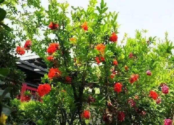 植物移栽|石榴树移栽注意事项 移栽后的浇水技巧与管理方法