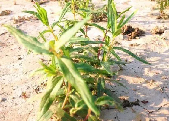 种植管理|黄芩几月份种植合适