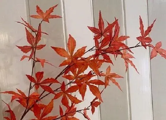 树之最|风景树有哪些