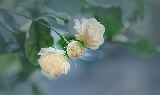养殖科普|虎头茉莉几月份发芽（虎头茉莉什么时候出新芽开花）