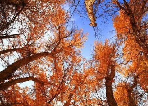 习性特点|胡杨长什么样子 形状特点及图片欣赏