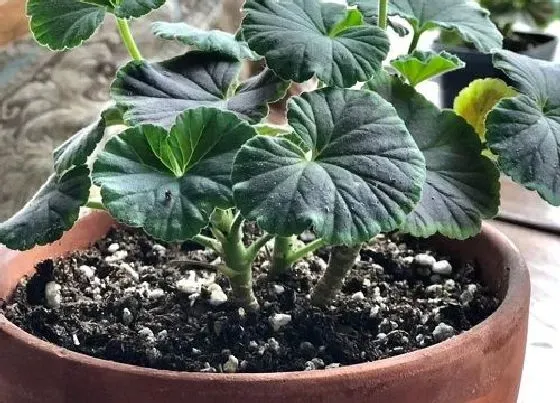 植物百科|天竺葵耐阴吗 喜欢阴还是喜欢阳光
