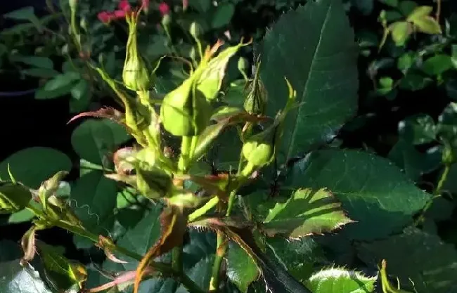 不开花|月季花苞打不开是什么原因（月季花苞硬硬打不开怎么回事）