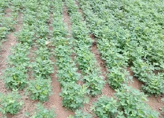 植物播种|春花生什么时候播种最合适