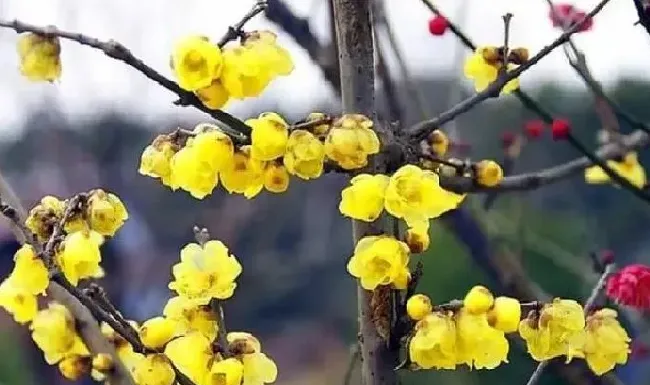 植物百科|干枝遇水开花的原理是什么（科学解释干枝泡水发芽开花）