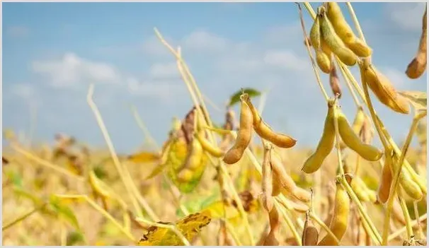 大豆高产需要掌握的种植技巧有哪些？ | 种植技术